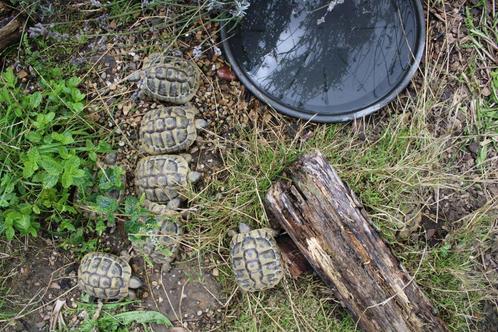 schildpad 3 stuks moeten weg wegens verhuis, Animaux & Accessoires, Reptiles & Amphibiens, Tortue