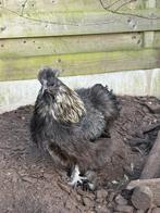 Zijdehoen haan, Mâle, Poule ou poulet