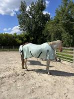 Knappe BWP merrie, Dieren en Toebehoren, 170 tot 175 cm, 11 jaar of ouder, Recreatiepaard, Merrie
