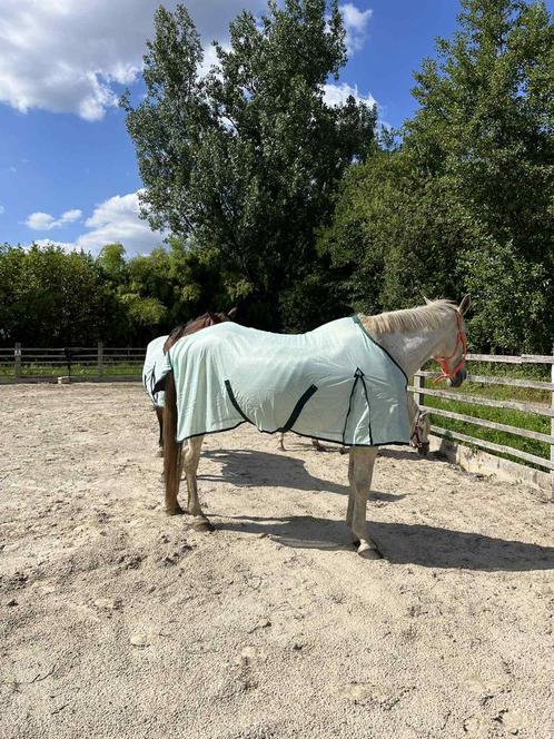 Knappe BWP merrie, Dieren en Toebehoren, Paarden, Merrie, 170 tot 175 cm, 11 jaar of ouder, Recreatiepaard, Gechipt, Ontwormd