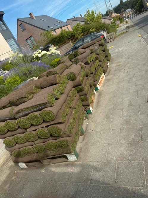 Gazon en rouleau , semis de pelouse, Tuin en Terras, Gras en Kunstgras, Zo goed als nieuw, Ophalen of Verzenden