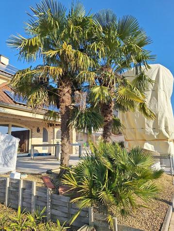Trachycarpus Fortunei - winterharde palmboom beschikbaar voor biedingen