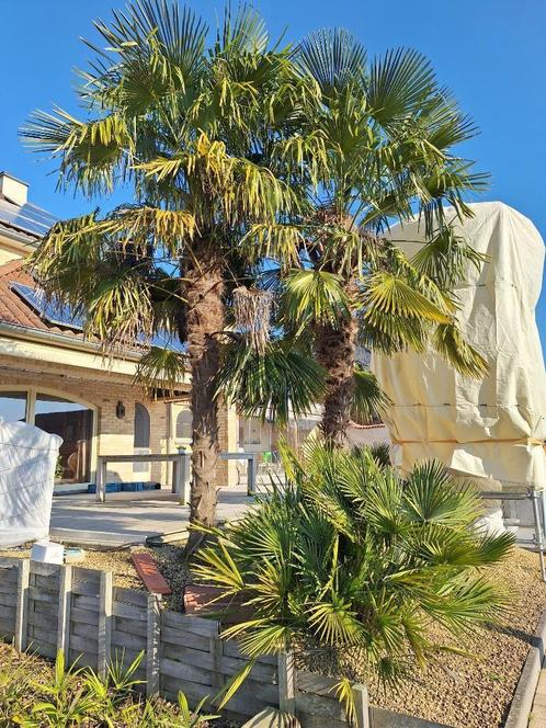Trachycarpus Fortunei ! 20% korting ! - winterharde palmboom, Tuin en Terras, Planten | Bomen, Palmboom, 100 tot 250 cm, Volle zon