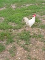 Leghorn Hanen, Dieren en Toebehoren, Pluimvee