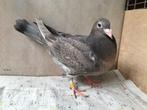 Speciale kleurpostduif dunkleurig gimpel duivin, Animaux & Accessoires, Oiseaux | Pigeons