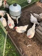 Lot Poule de Bresse hanen, Dieren en Toebehoren, Pluimvee, Mannelijk, Kip