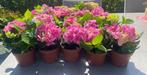 Roze minihortensias , 2€/stuk, 35 stuks, Tuin en Terras, Planten | Tuinplanten, Ophalen