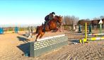 6jarige D pony met veel potentieel, Dieren en Toebehoren, Pony's, Merrie