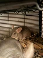 Chinchilla’s te koop, Dieren en Toebehoren