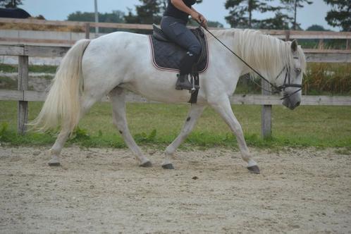 Super lieve aanhankelijke merrie, Dieren en Toebehoren, Pony's, Merrie