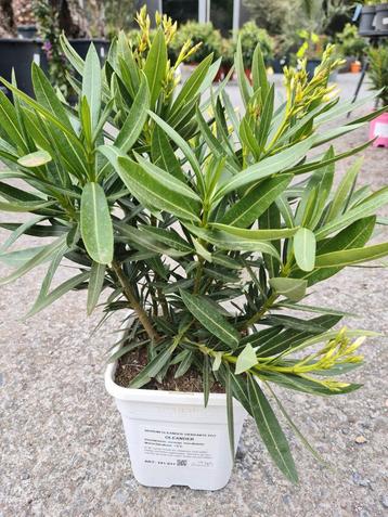Nerium Oleander  beschikbaar voor biedingen