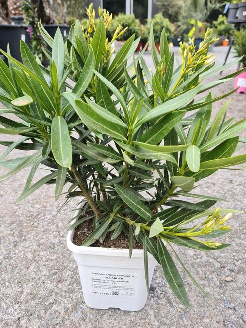 Nerium Oleander, Tuin en Terras, Planten | Tuinplanten, Ophalen