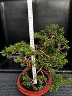 Bonsaï Genevrier juniperus, Tuin en Terras, Ophalen