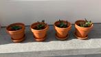 Vetplantjes in terra cotta potjes + schaaltje, Huis en Inrichting, Kamerplanten, Ophalen