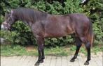 5 yo gelding children pony, Ruin, E pony (1.48m - 1.57m), Recreatiepony, 3 tot 6 jaar