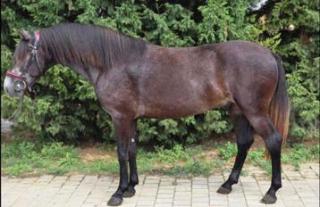 5 yo gelding children pony beschikbaar voor biedingen