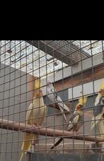 Valkparkieten, Dieren en Toebehoren, Meerdere dieren, Papegaai, Tam