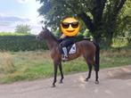 6jarige, Dieren en Toebehoren, Paarden