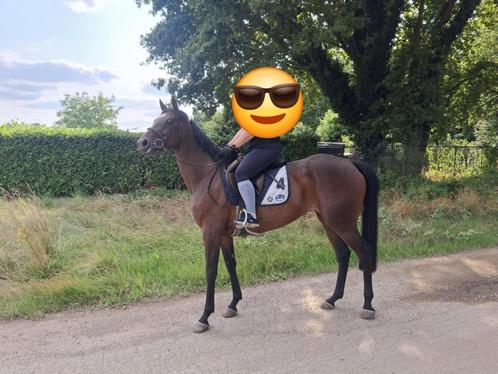 6jarige, Dieren en Toebehoren, Paarden