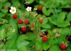 24 Fragaria viridis, groene aardbei, romige aardbei p9, Tuin en Terras, Planten | Tuinplanten, Ophalen, Volle zon, Vaste plant