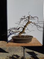 Bonsai Carpinus coreana, Tuin en Terras, Ophalen, Lente