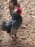 Jong Wit sebright haantje, Dieren en Toebehoren, Mannelijk, Kip