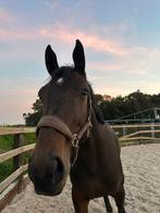 8 jarige merrie, Dieren en Toebehoren, Paarden