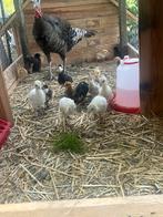 2 kalkoenen met kuikens (mix kalkoen- en kippenkuikens), Dieren en Toebehoren