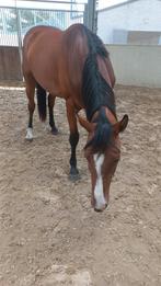 Knappe zadelmakke 3 jarige merrie topafstamming, Dieren en Toebehoren, Paarden, Merrie