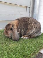 Duitse hangoor konijn, Dieren en Toebehoren, Hangoor