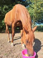 10jarige volbloed Arabier, Dieren en Toebehoren, Pony's, Ruin, E pony (1.48m - 1.57m), Met stamboom, 7 tot 10 jaar