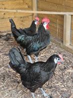 Spaanse witwang trio, Dieren en Toebehoren