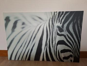 Canvas zebra beschikbaar voor biedingen