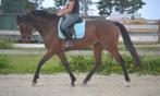 Leuke  brave allround ruin, Dieren en Toebehoren, Paarden, B, Ruin, 3 tot 6 jaar, Recreatiepaard