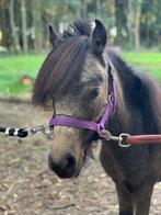 Mini Paard te Koop - Hengst geboren te 06/05/2022, Étalon, Vermifugé, Moins de 160 cm, Cheval de récréation
