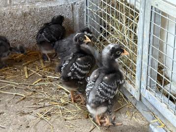 Poussins coucou de maline beschikbaar voor biedingen