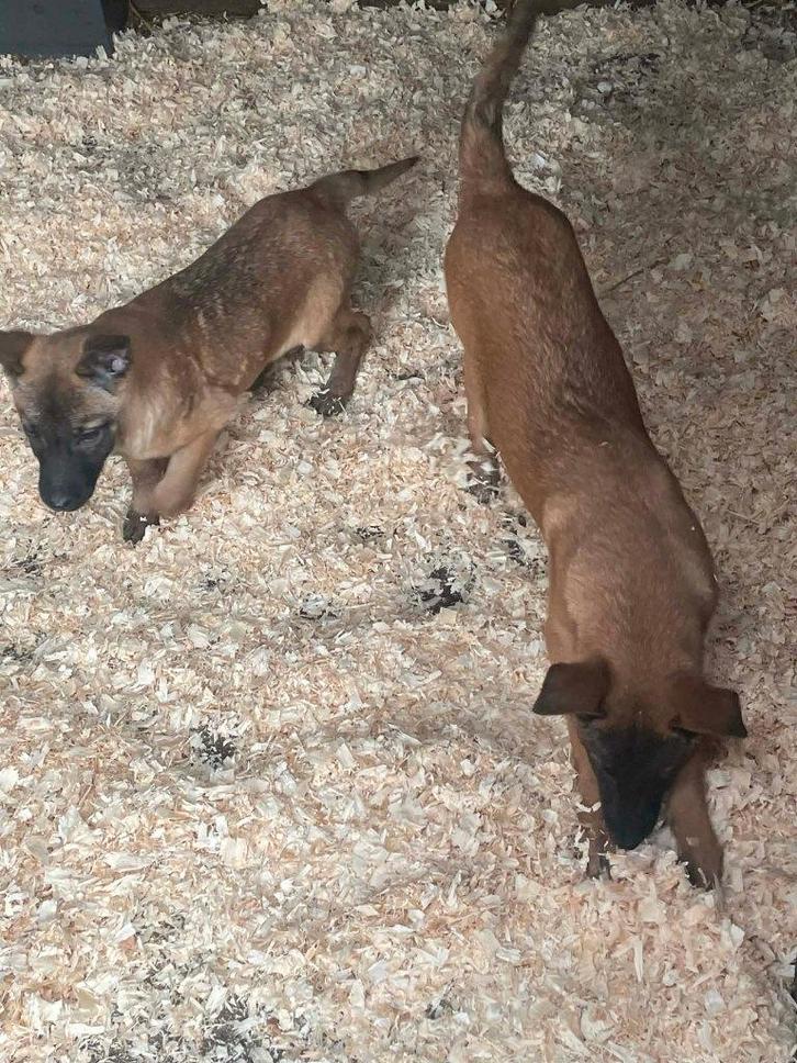 mechelse herder pups van zeer goede afkomst top bloedlijn, Dieren en Toebehoren, Honden | Herdershonden en Veedrijvers, Meerdere dieren