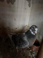 Mooie duivin, Dieren en Toebehoren