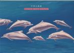 Carte du WWF de Hong Kong 1999 avec série de dauphins blancs, Envoi, Animal et Nature