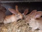 Jonge mooie reuzevlinder konijntjes zoeken nieuwe thuis, Dieren en Toebehoren