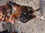 GRATIS Marans haantje, Dieren en Toebehoren