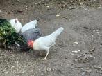 Leghorn isabel patrijs, Dieren en Toebehoren, Pluimvee