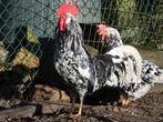 broedeieren bonte leghorn exchequer blauw en zwart, Dieren en Toebehoren, Pluimvee