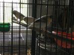 Kanaries, Dieren en Toebehoren, Geslacht onbekend