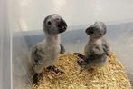 Bebe gris du gabom eam, Dieren en Toebehoren