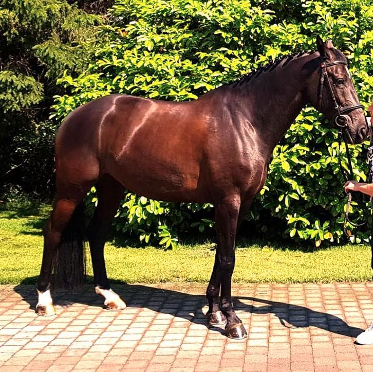 Dressuurpaard, Dieren en Toebehoren, Paarden, Merrie, Z, 170 tot 175 cm, 11 jaar of ouder, Dressuurpaard, Met stamboom