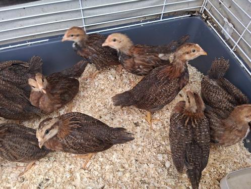 Welsumer kuikens, Dieren en Toebehoren, Pluimvee, Kip, Geslacht onbekend