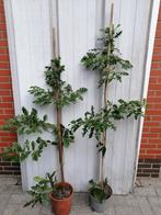 Quercus Cerrus, Turkse eik of Moseik 1,20m hoog in 10l pot., En pot, Plein soleil, Enlèvement, 100 à 250 cm