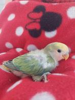 Agapornis baby handtam