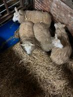 Schapen bokken, Dieren en Toebehoren